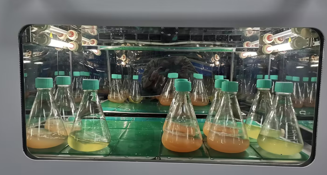 Culture and fermentation